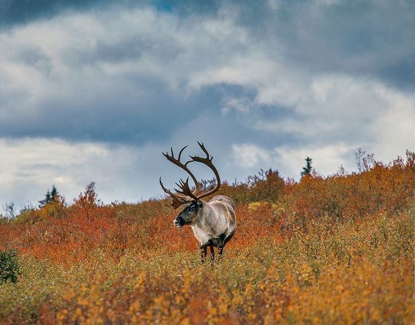 Caribou in fall foliage-Denali national Park-Alaska
